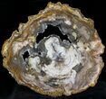 Top Quality Madagascar Petrified Wood Slab - #28325-2